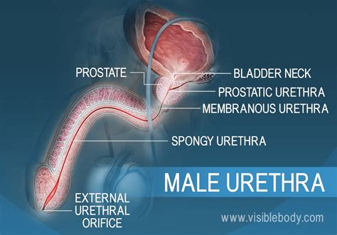 Reconstructive surgery of male urethra using human amnion。